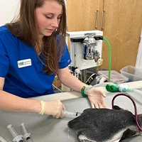 Harriet Woodhall - Veterinary Surgeon