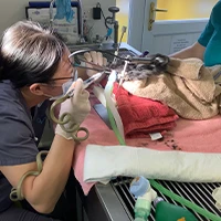 Jennifer Diep - Veterinary Surgeon