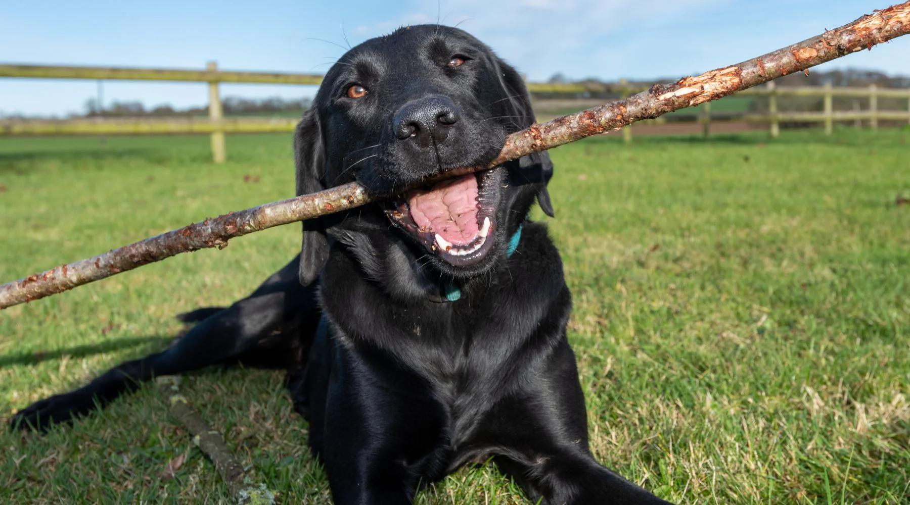 Lisa - Head Veterinary Nurse