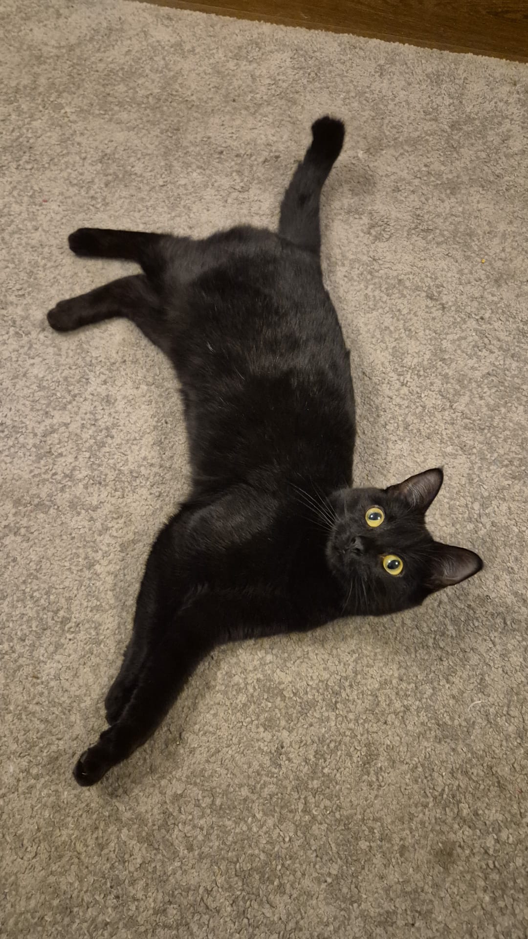 Gemma - Registered Veterinary Nurse