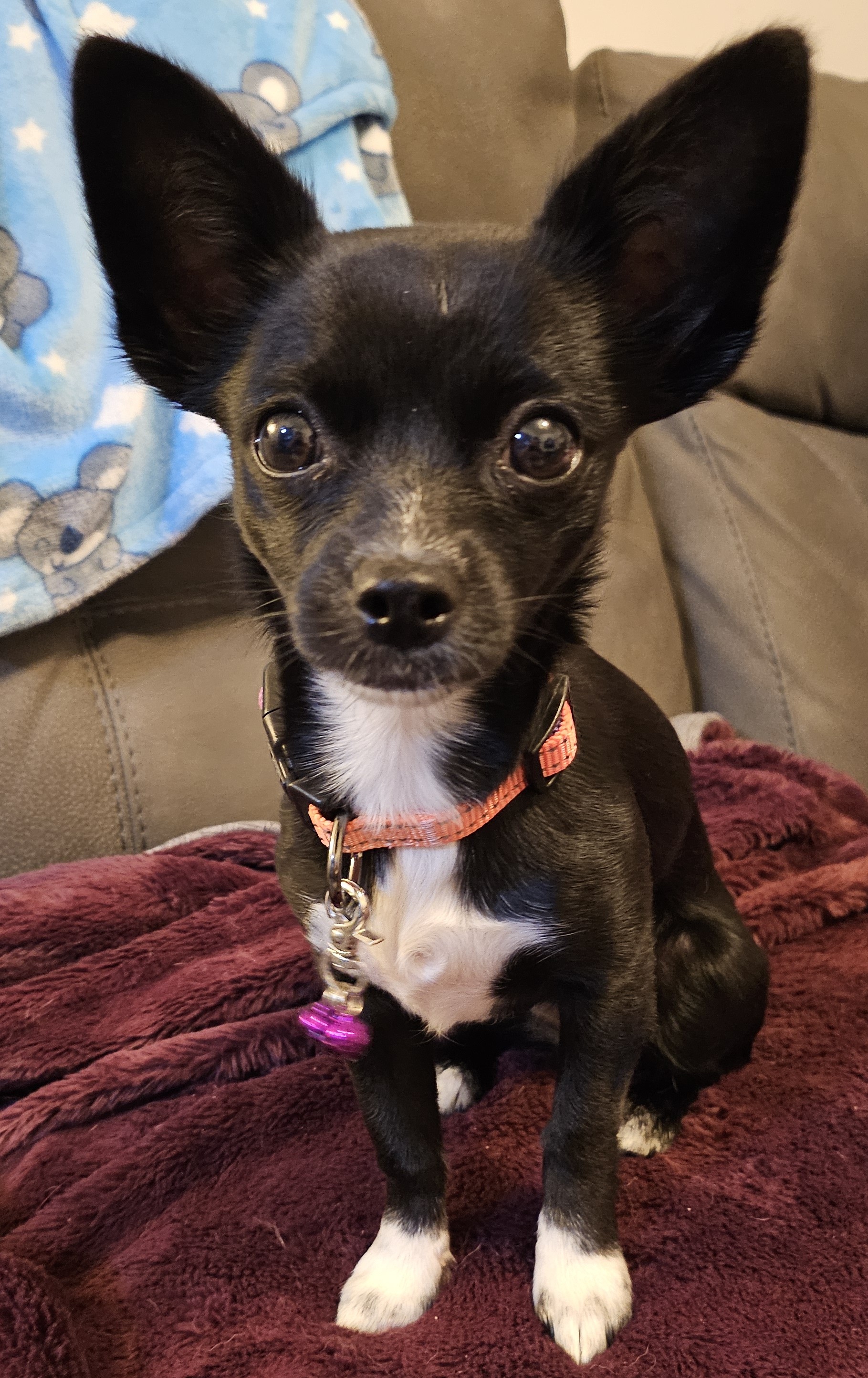 Clare - Registered Veterinary Nurse