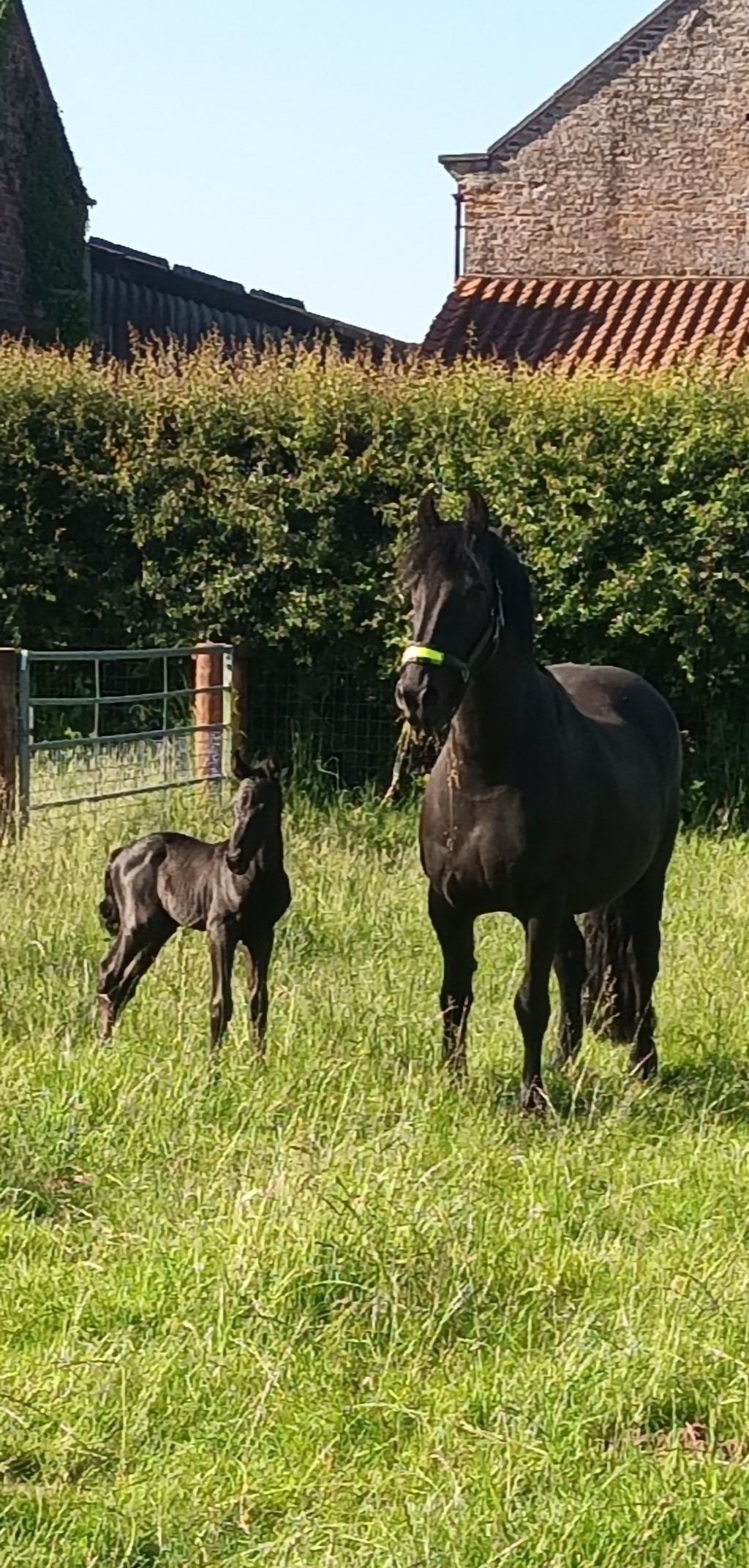 Lisa - Registered Veterinary Nurse