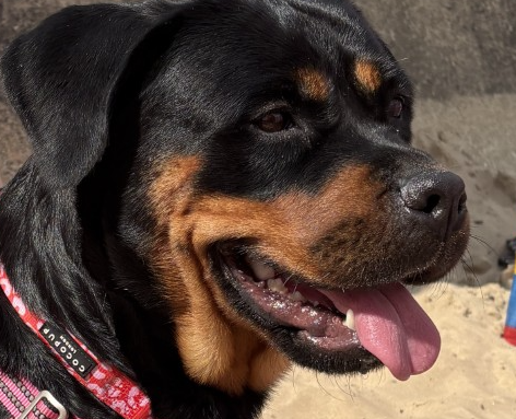 Gemma - Client Care Team