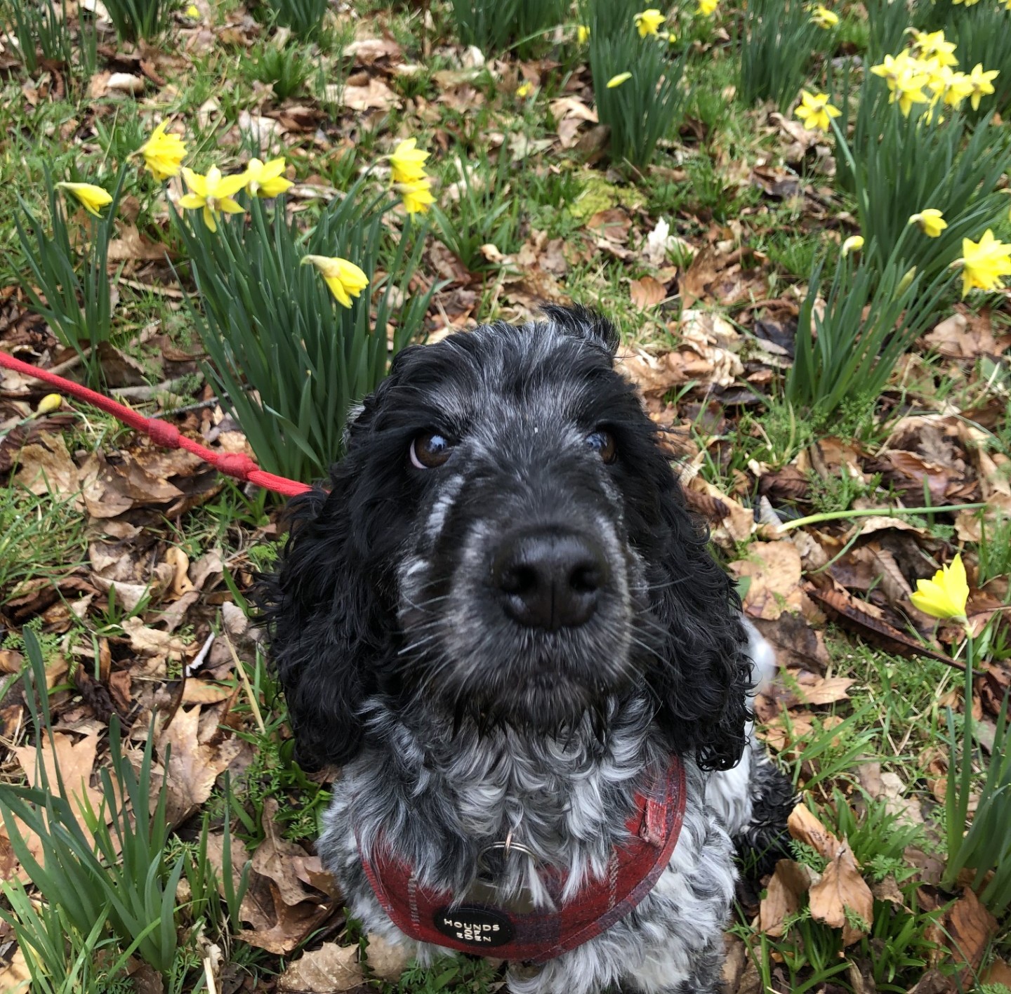 Hannah Armour - Registered Veterinary Nurse