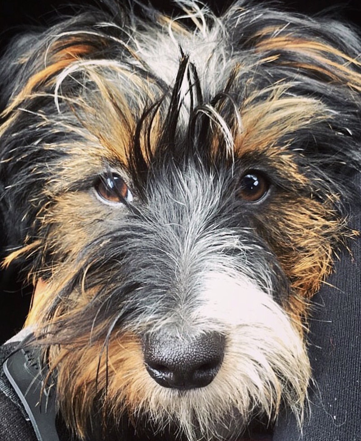 Jenny - Head Veterinary Nurse