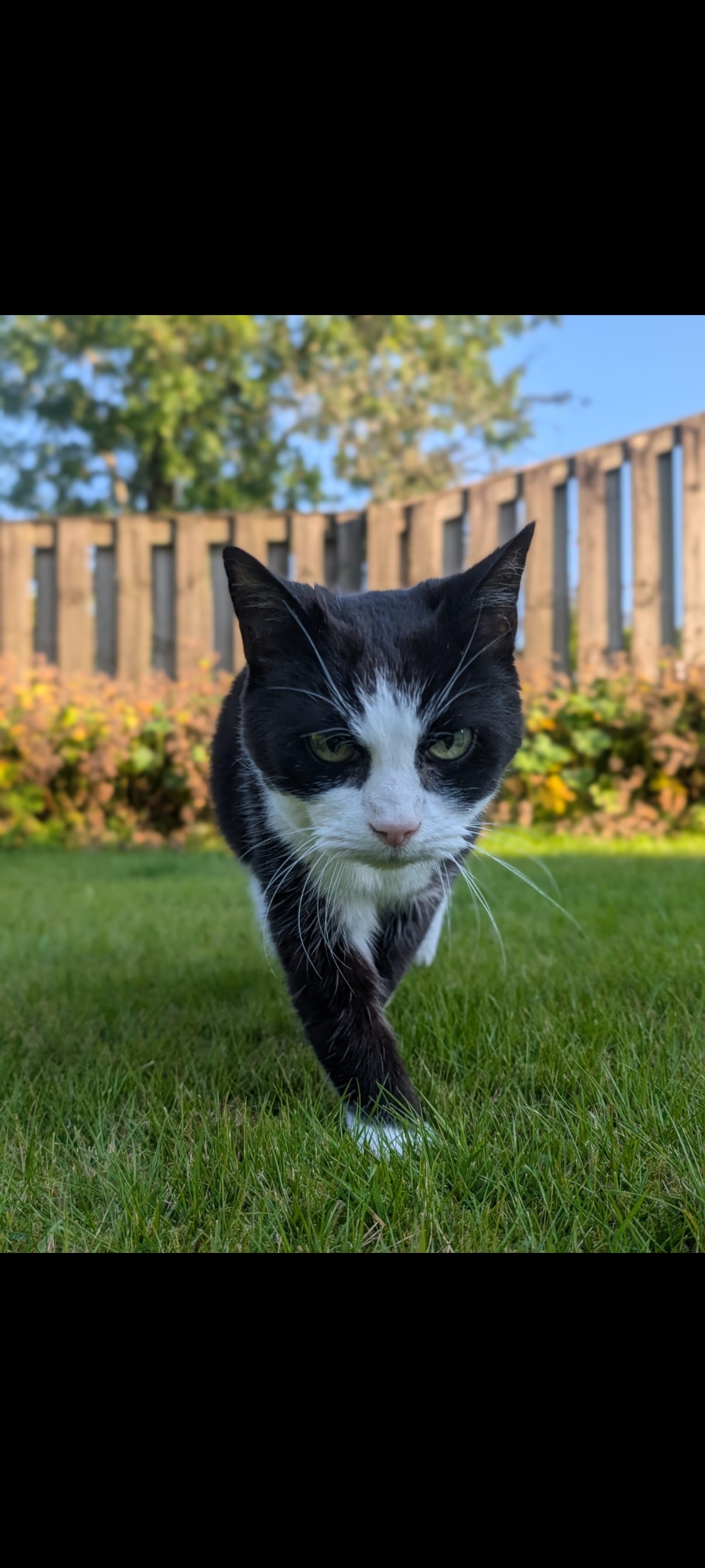 Alison Gordon - Registered Veterinary Nurse