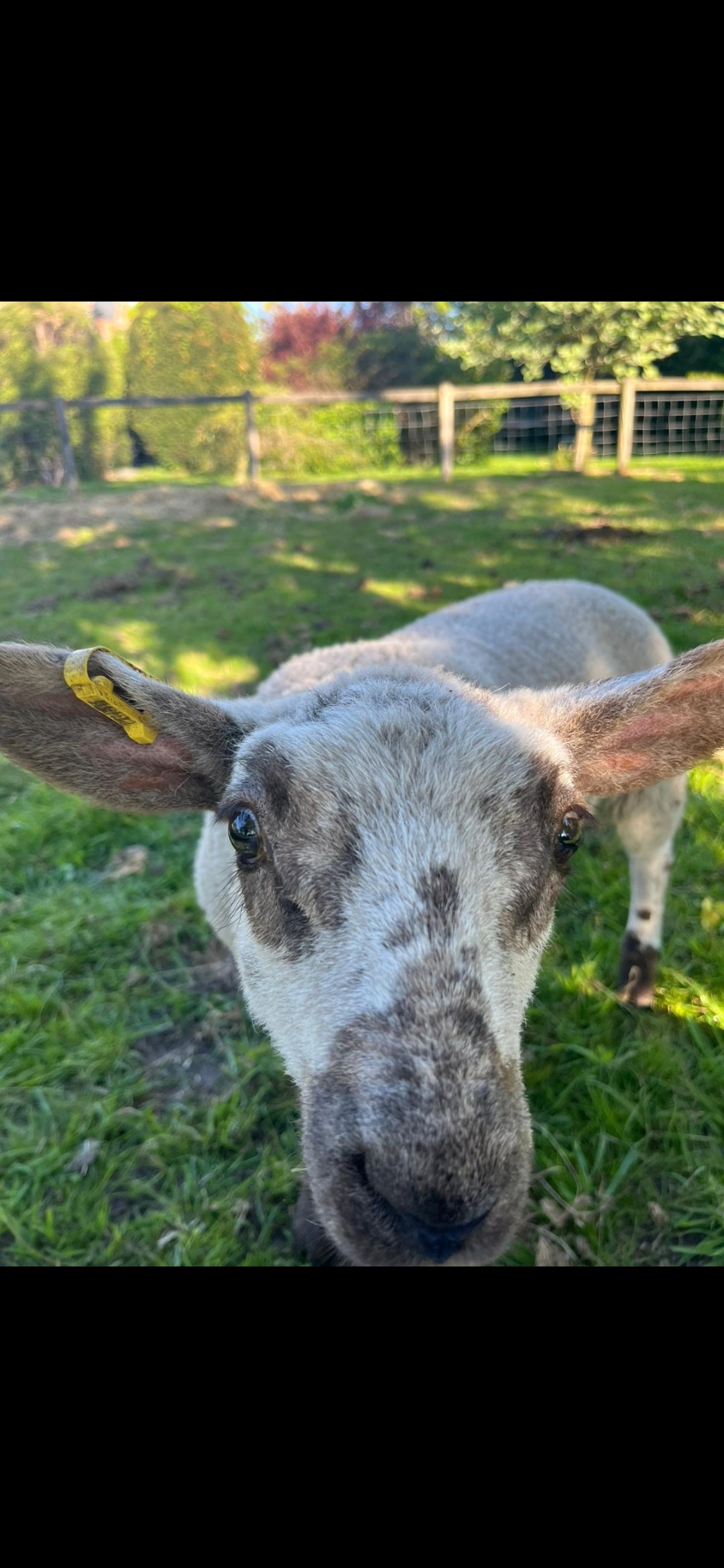 Annmarie Talbot - Head Veterinary Nurse
