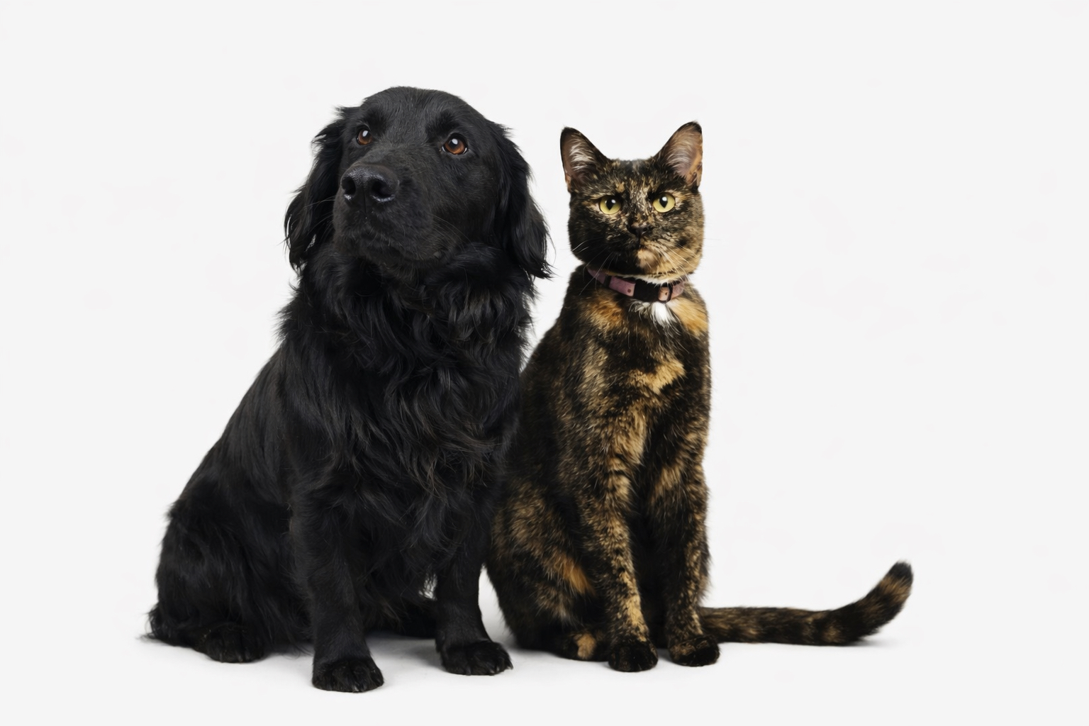 Sara - Receptionist / Veterinary Care Assistant