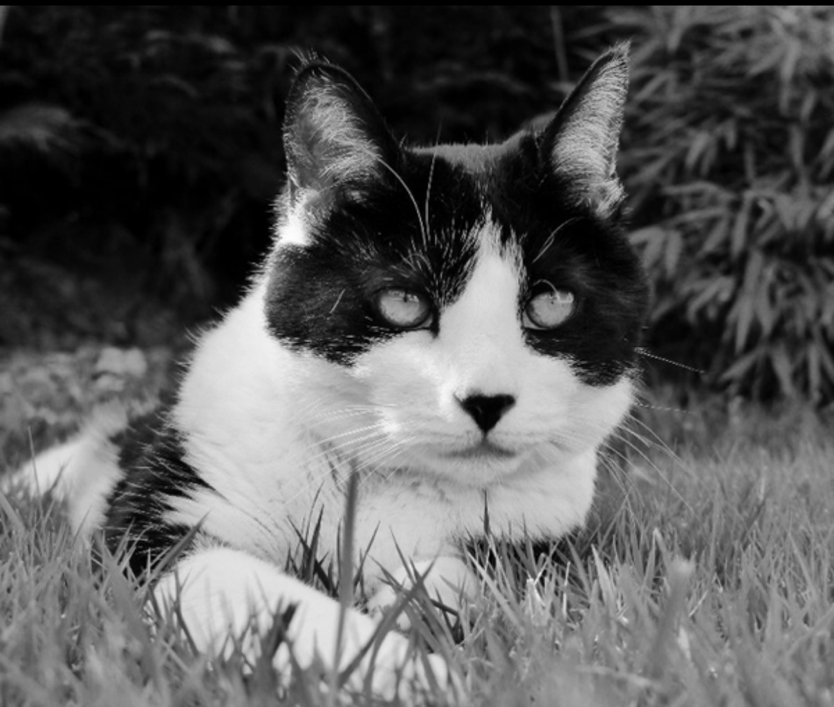 Gem - Veterinary Surgeon