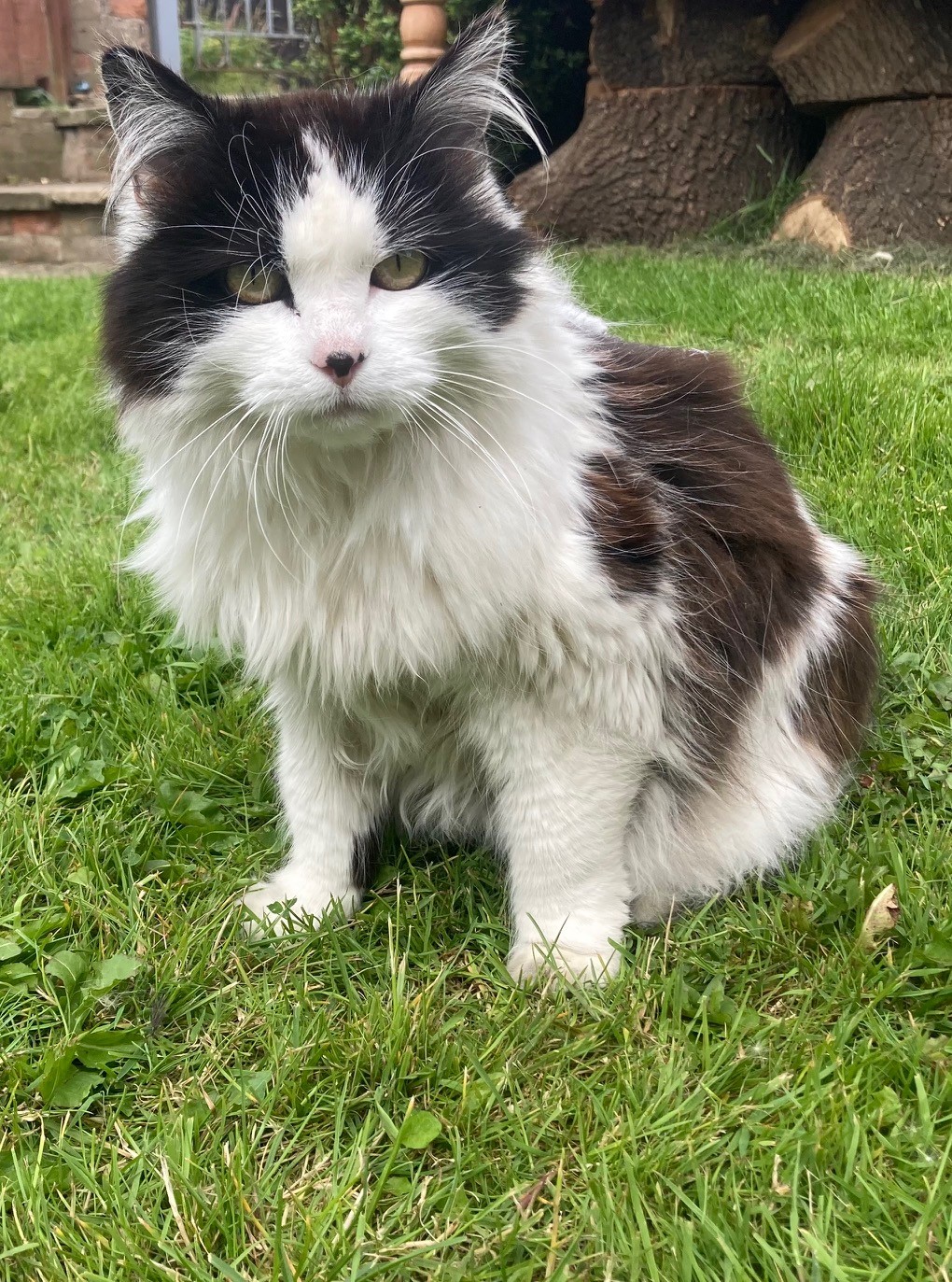 Helen - Registered Veterinary Nurse