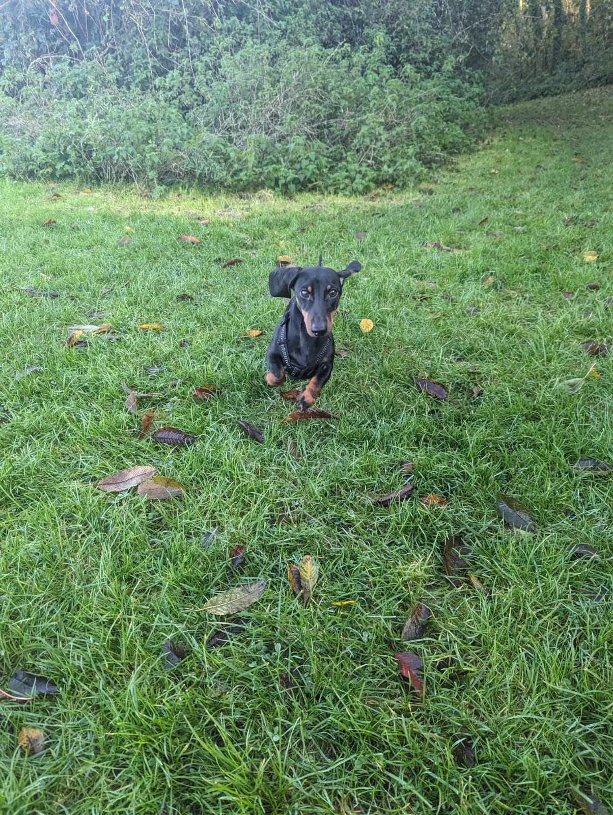 Isabel - Receptionist