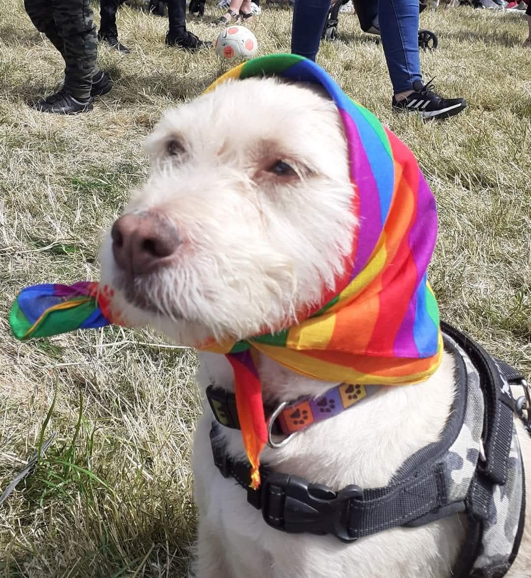 Alison - RVN Veterinary Nurse, Head of Nursing Services